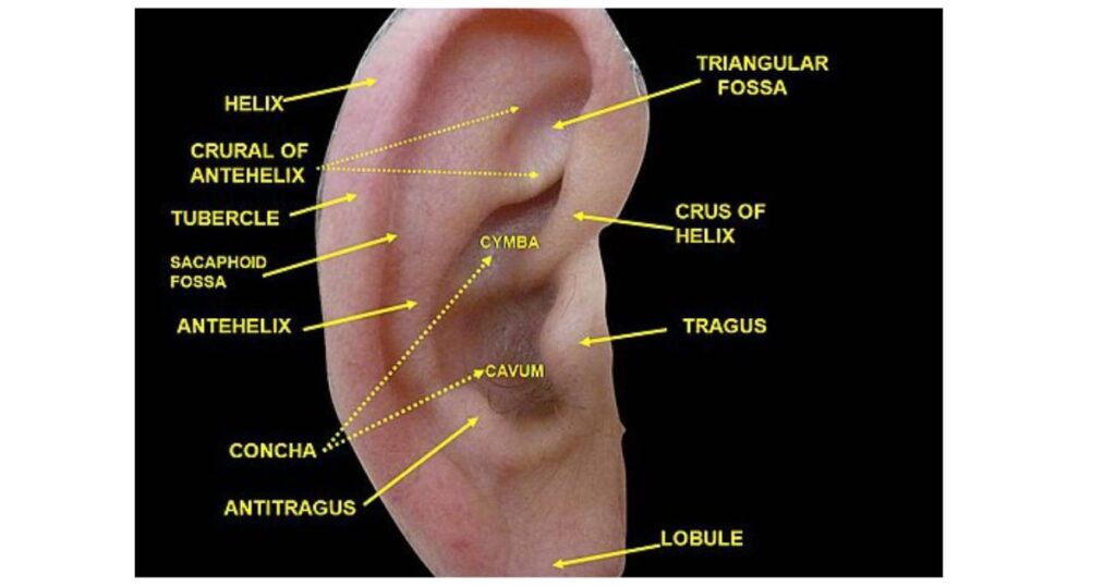 Types of Ear Piercings